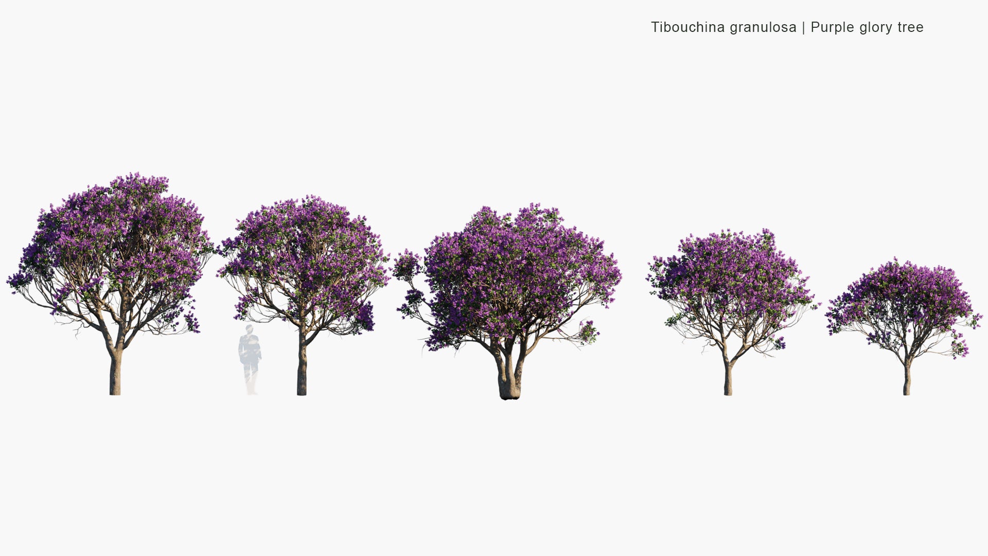 Low Poly Tibouchina Granulosa - Purple Glory Tree, Princess Flower, Quaresmeira (3D Model)