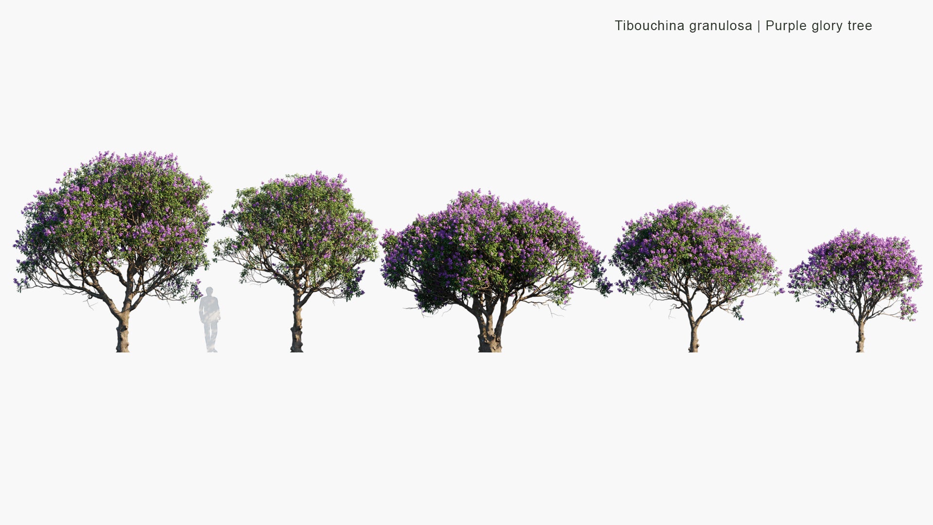 Tibouchina Granulosa - Purple Glory Tree, Princess Flower, Quaresmeira (3D Model)