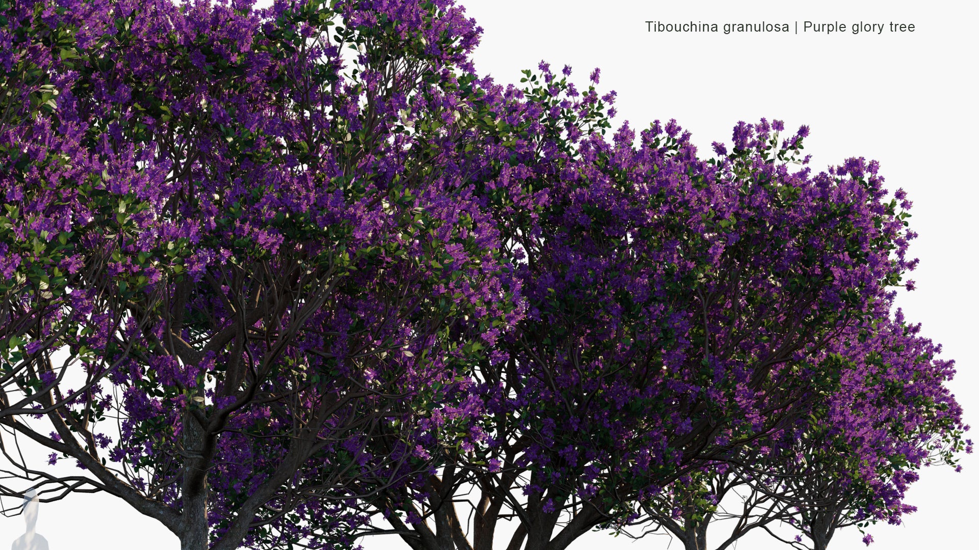 Low Poly Tibouchina Granulosa - Purple Glory Tree, Princess Flower, Quaresmeira (3D Model)