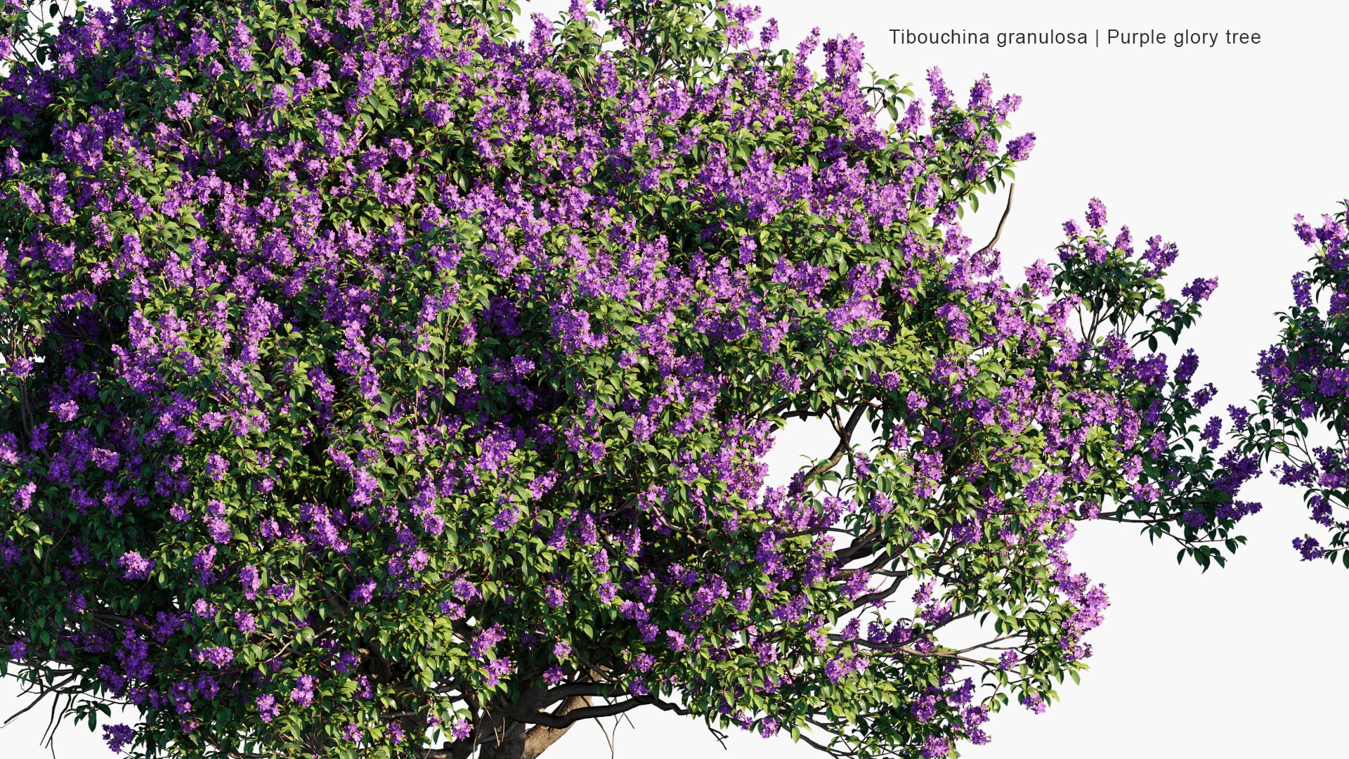 Tibouchina Granulosa - Purple Glory Tree, Princess Flower, Quaresmeira (3D Model)