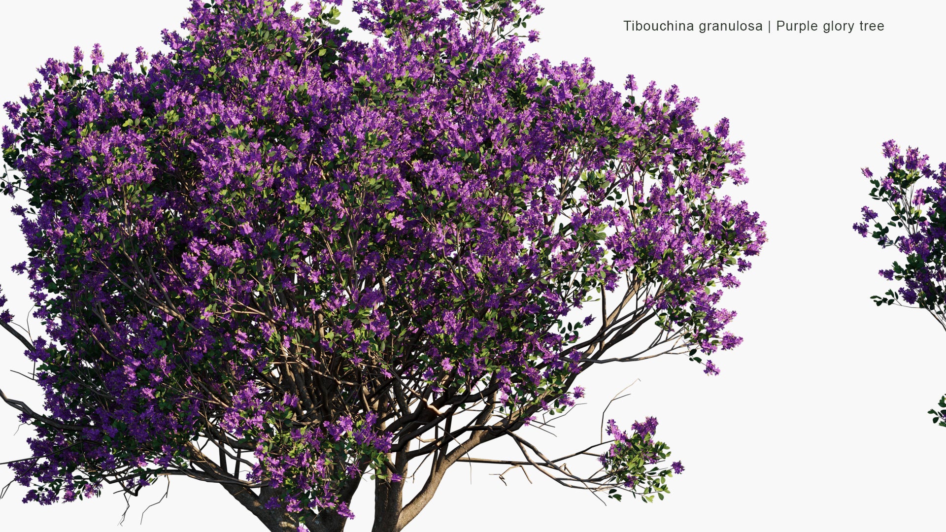 Low Poly Tibouchina Granulosa - Purple Glory Tree, Princess Flower, Quaresmeira (3D Model)