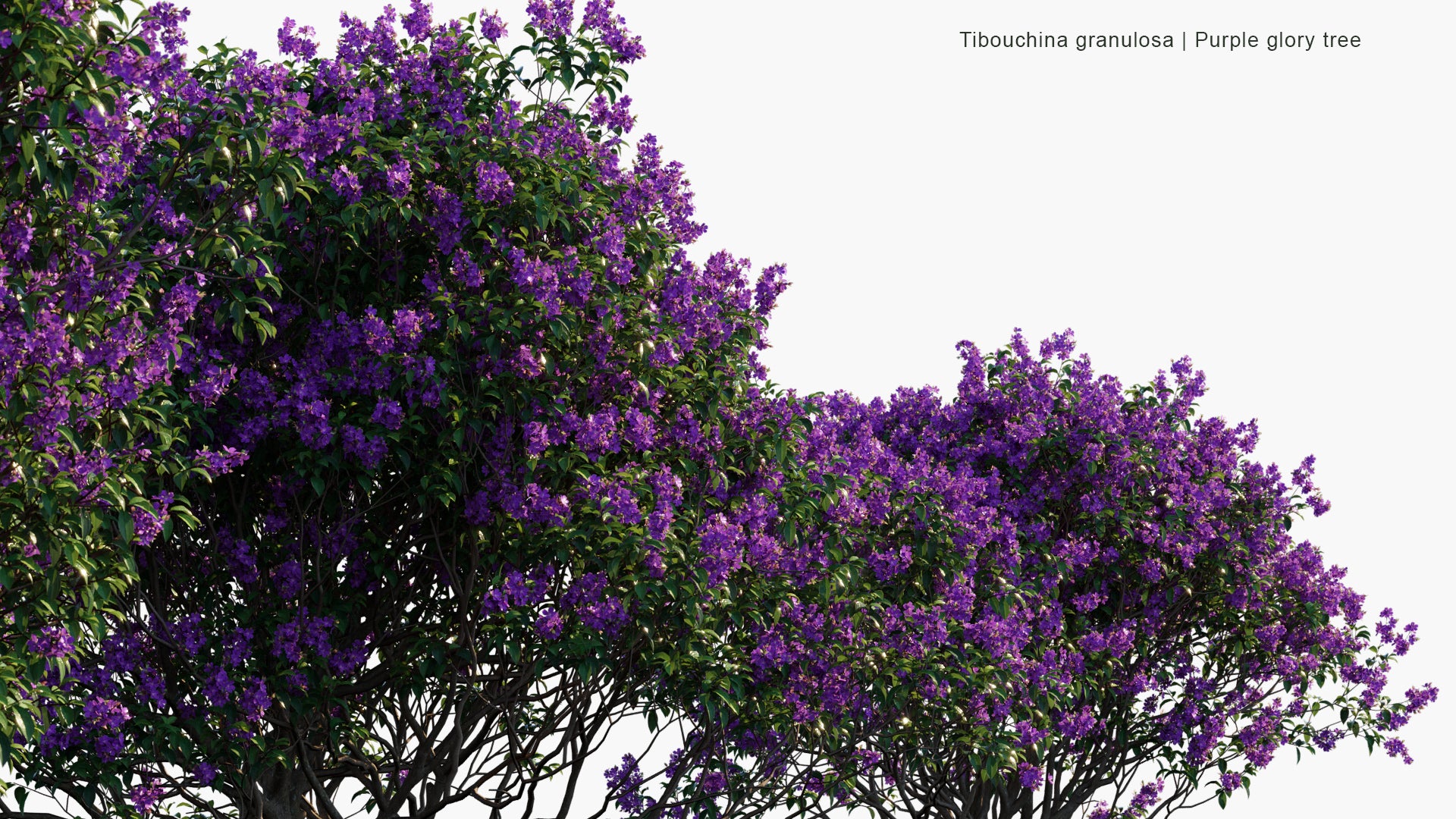 Tibouchina Granulosa - Purple Glory Tree, Princess Flower, Quaresmeira (3D Model)