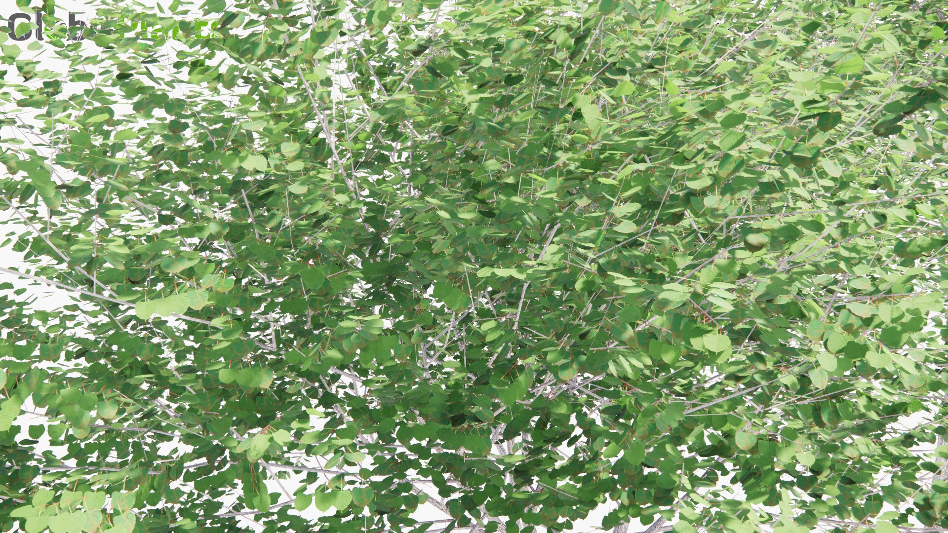 Low Poly Tilia Platyphyllos - Large-Leaved Lime, Large-Leaved Linden, Bohuslind (3D Model)