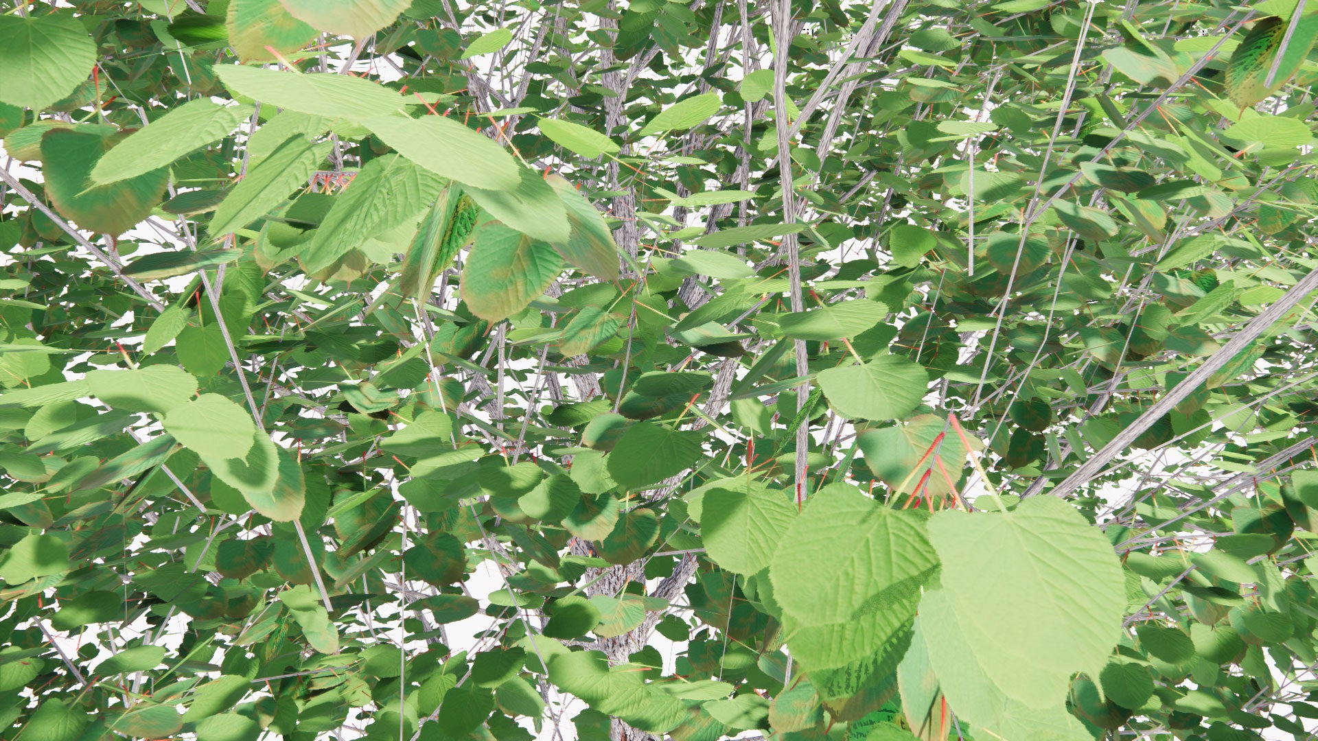 Low Poly Tilia Platyphyllos - Large-Leaved Lime, Large-Leaved Linden, Bohuslind (3D Model)