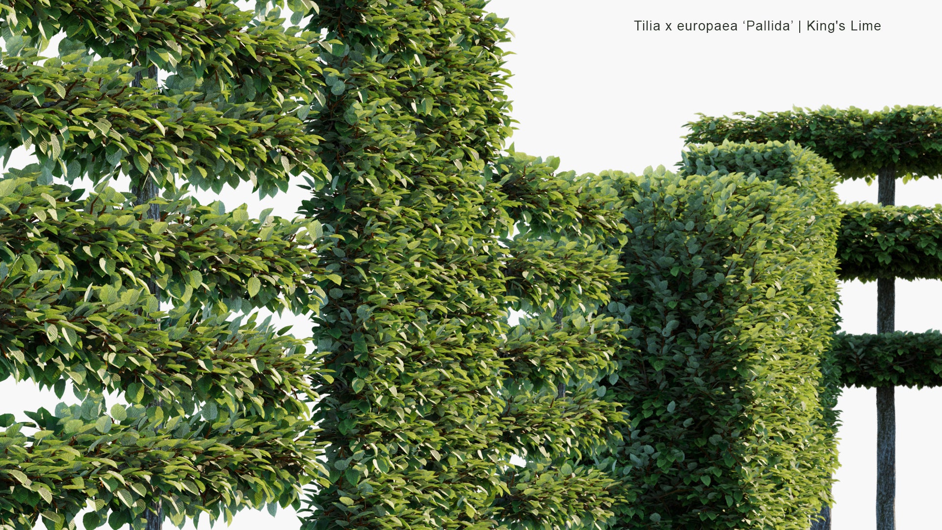 Tilia x Europaea Pallida - Common Lime, Kaise Linden (3D Model)