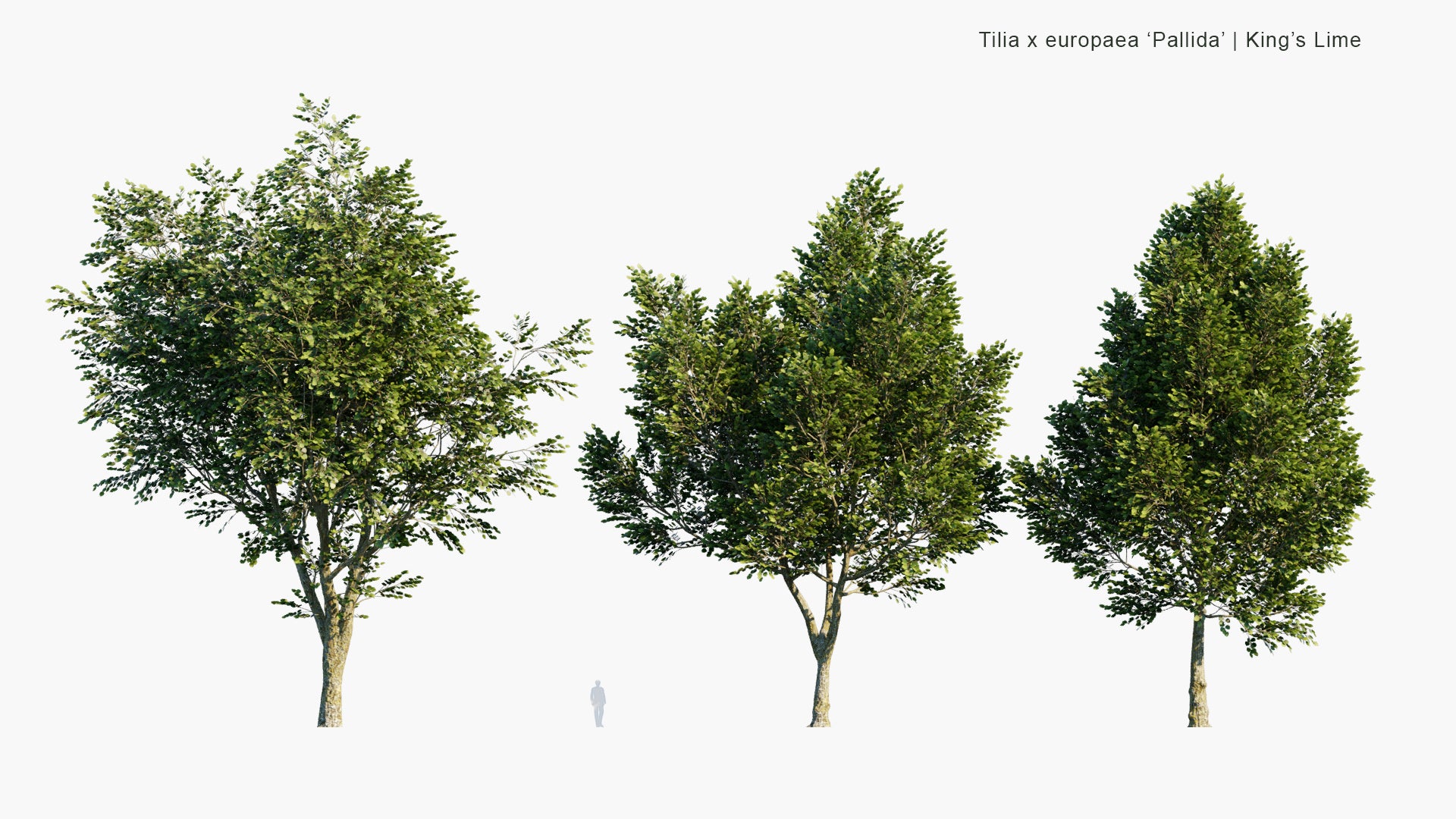 Low Poly Tilia x Europaea 'Pallida' - European Lime, King's lime (3D Model)