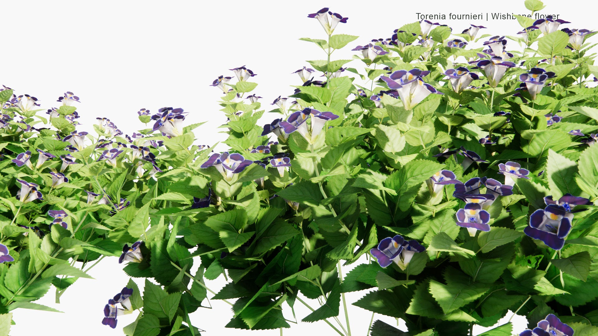 Low Poly Torenia Fournieri - Bluewings, Wishbone Flower (3D Model)