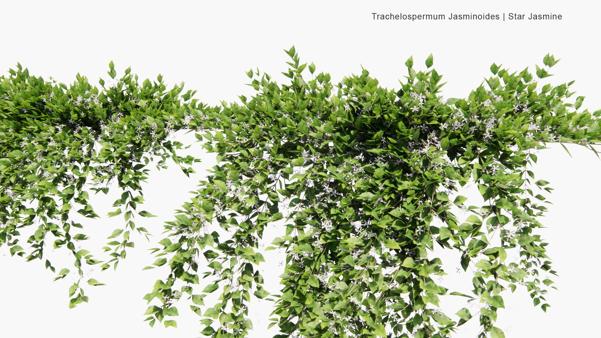 Low Poly Trachelospermum Jasminoides  - Star Jasmine (3D Model)