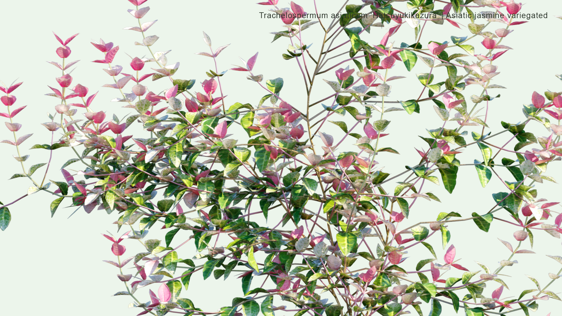 2D Trachelospermum Asiaticum ‘Hatsuyukikazura’ - Asiatic Jasmine Variegated, ﾊﾂﾕｷｶｽﾞﾗ