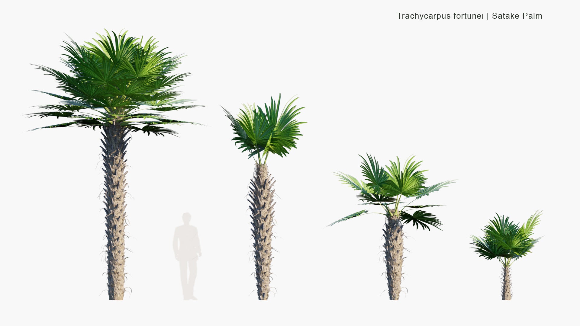 Low Poly Trachycarpus Fortunei - Chinese Windmill Palm, Windmill Palm, Chusan Palm (3D Model)