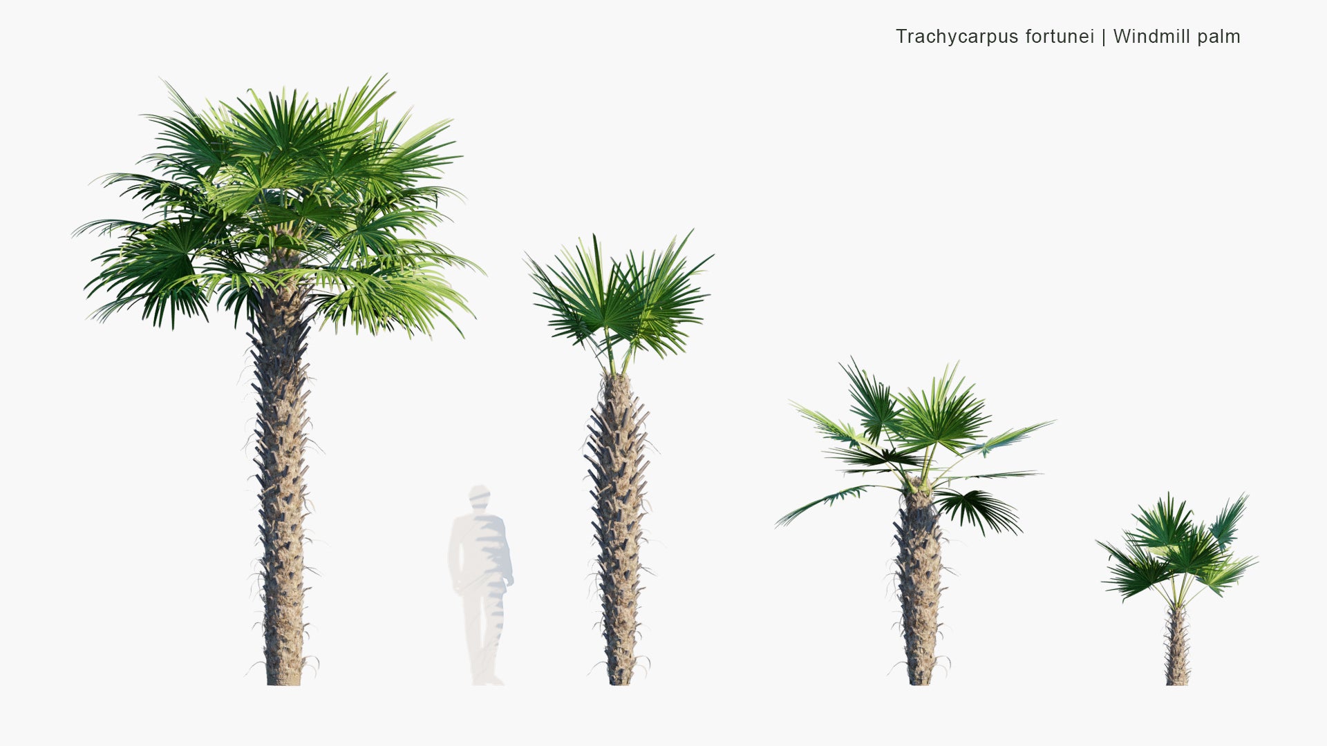 Trachycarpus Fortunei - Chinese Windmill Palm, Windmill Palm, Chusan Palm (3D Model)