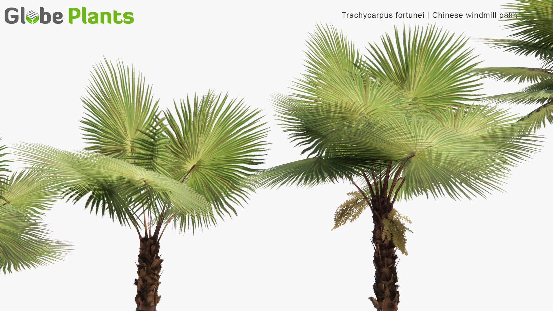 Low Poly Trachycarpus Fortunei - Chinese Windmill Palm, Chusan Palm (3D Model)