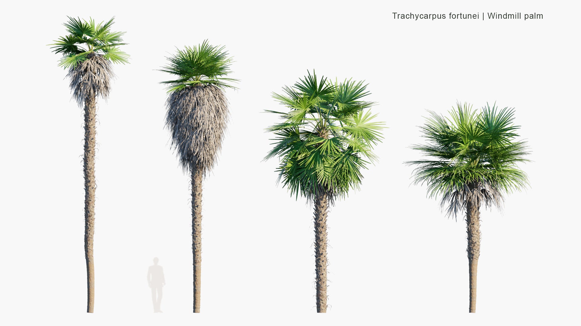Trachycarpus Fortunei - Chinese Windmill Palm, Windmill Palm, Chusan Palm (3D Model)