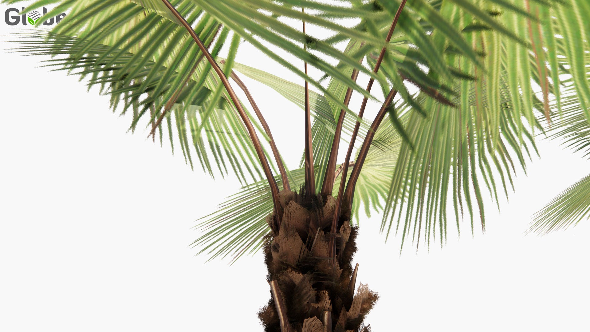 Low Poly Trachycarpus Fortunei - Chinese Windmill Palm, Chusan Palm (3D Model)