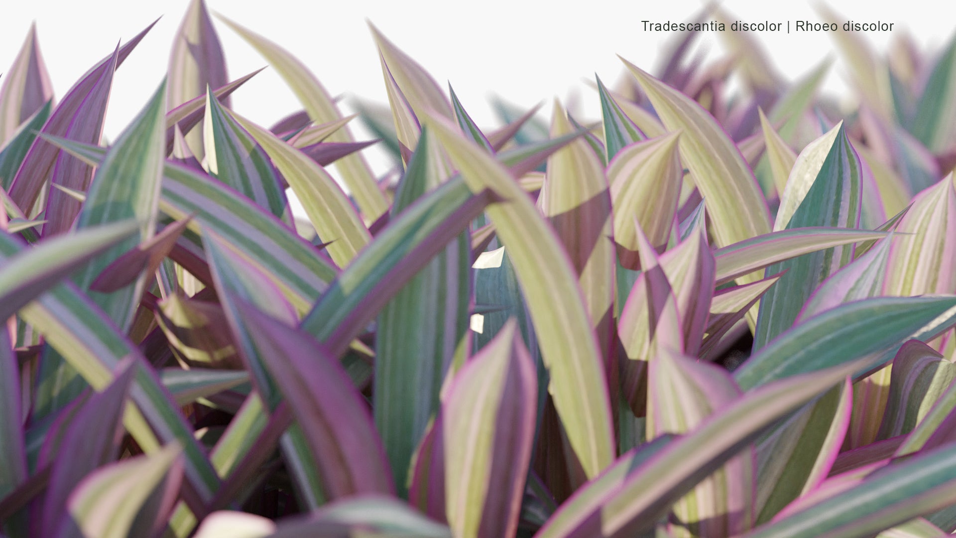 Tradescantia Discolor - Rhoeo Discolor, Oyster Plant, Cradle Lily, Moses-in-the-Cradle, Moses in His Cradle (3D Model)