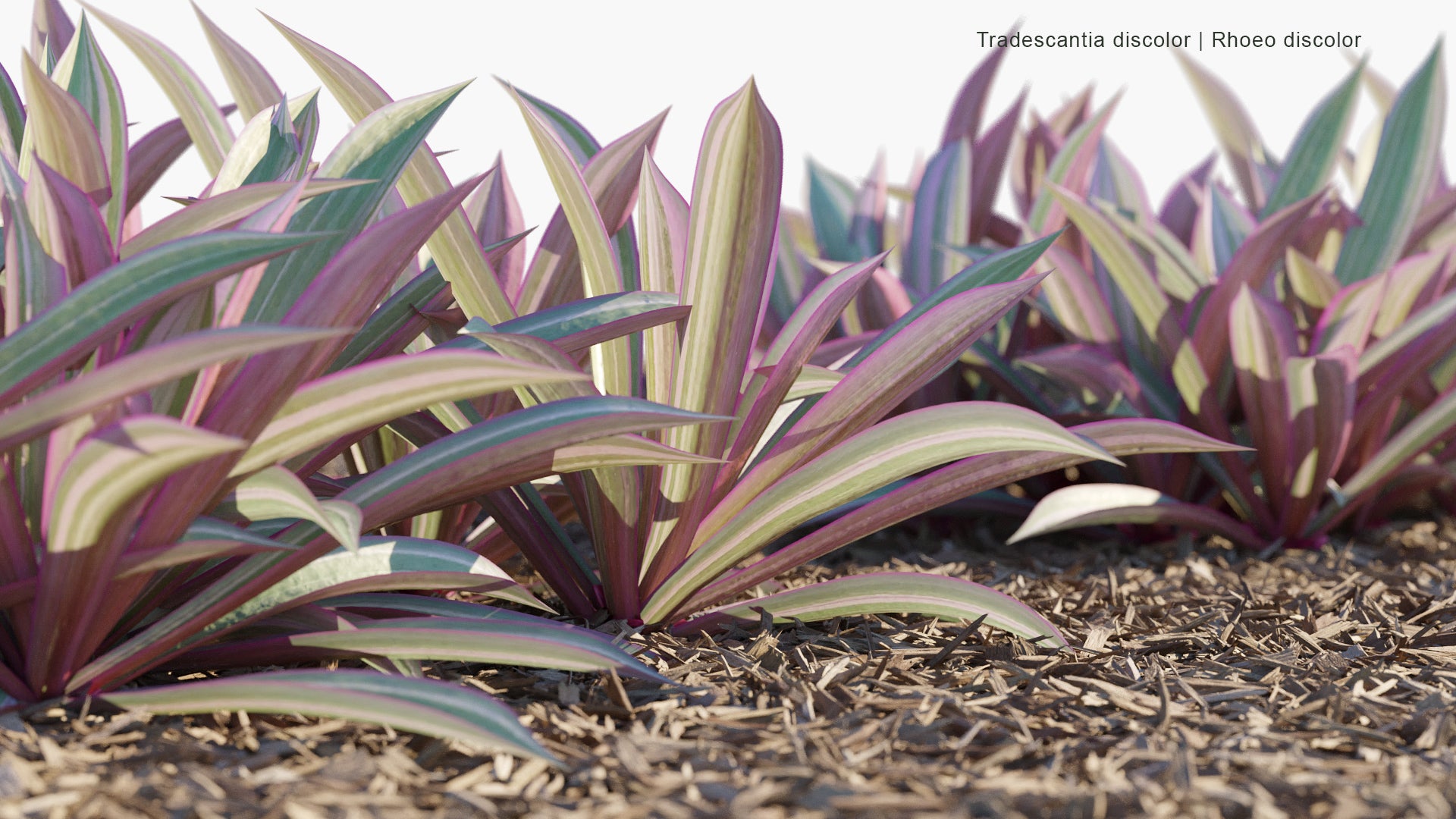 Tradescantia Discolor - Rhoeo Discolor, Oyster Plant, Cradle Lily, Moses-in-the-Cradle, Moses in His Cradle (3D Model)