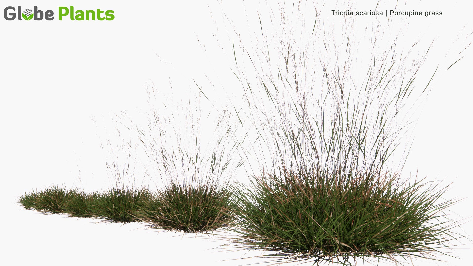 Low Poly Triodia Scariosa - Porcupine Grass (3D Model)