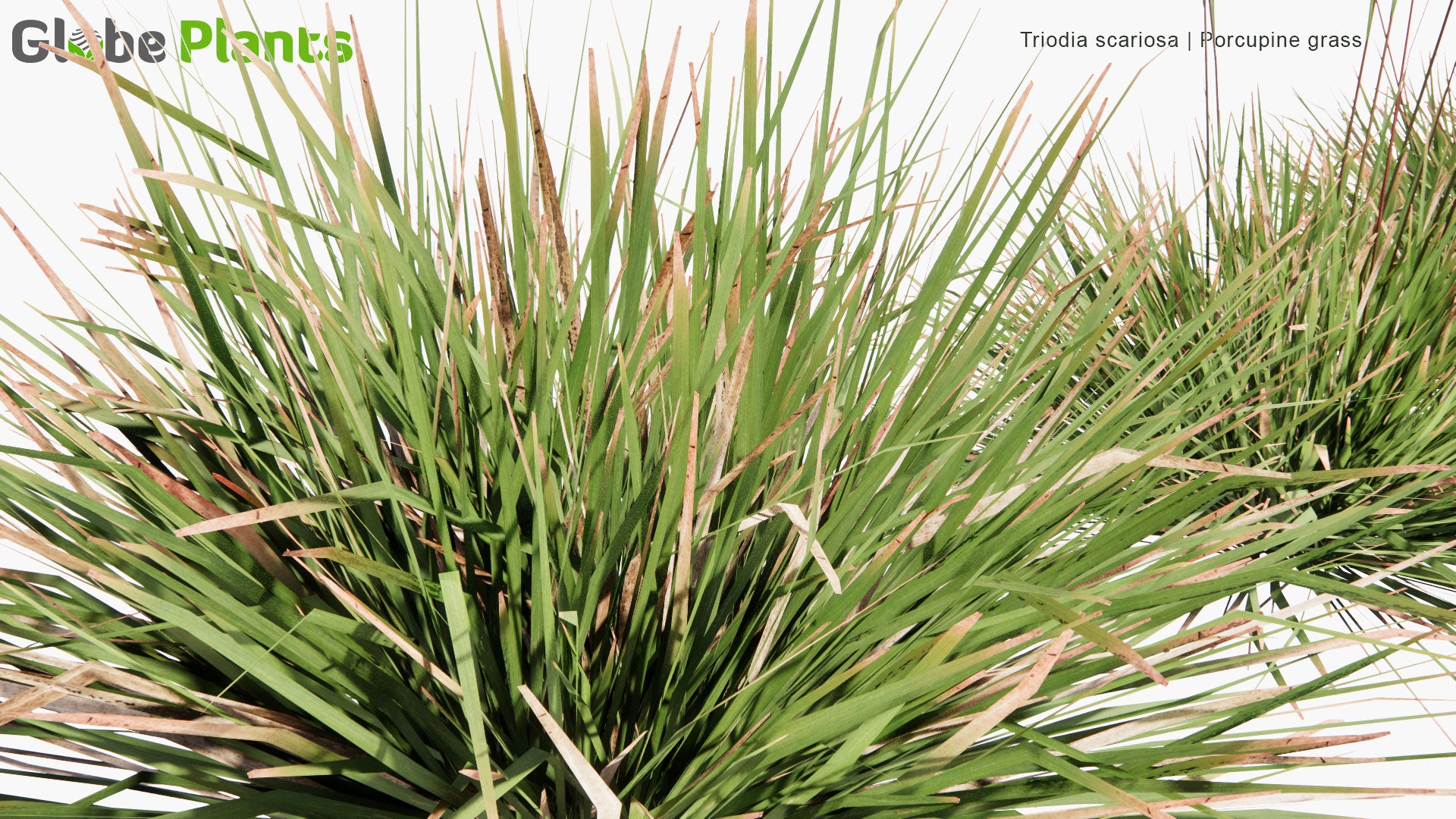 Low Poly Triodia Scariosa - Porcupine Grass (3D Model)