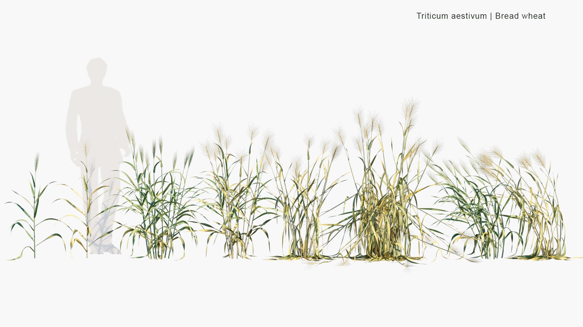 Triticum Aestivum - Common Wheat