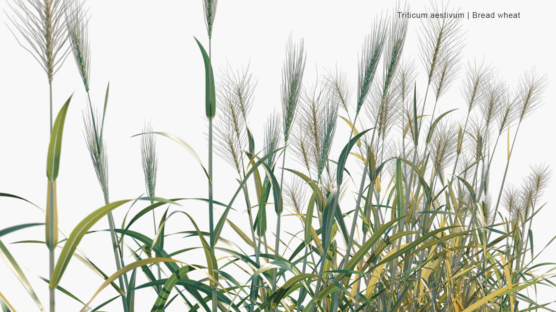 Triticum Aestivum - Common Wheat