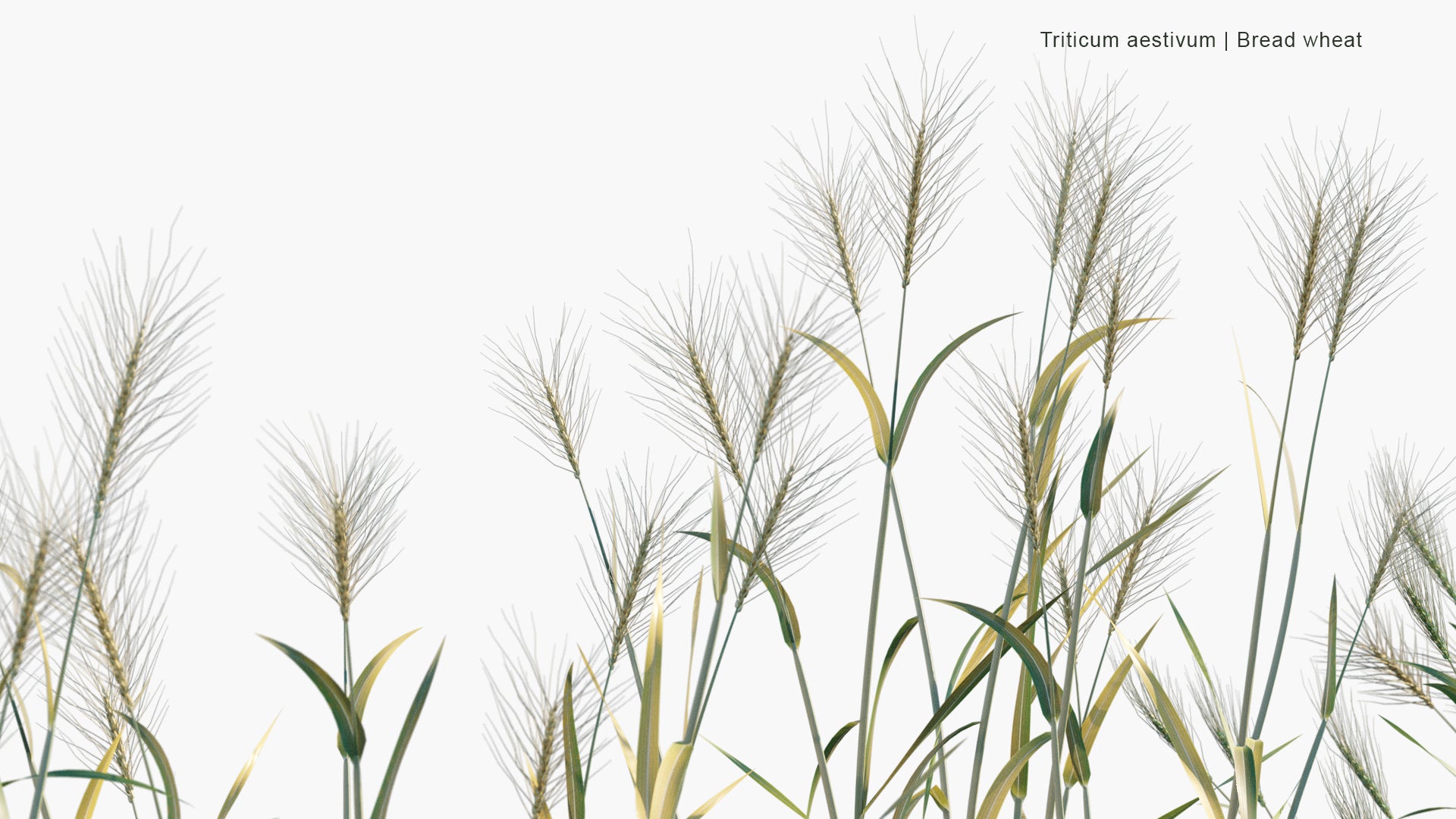 Triticum Aestivum - Common Wheat