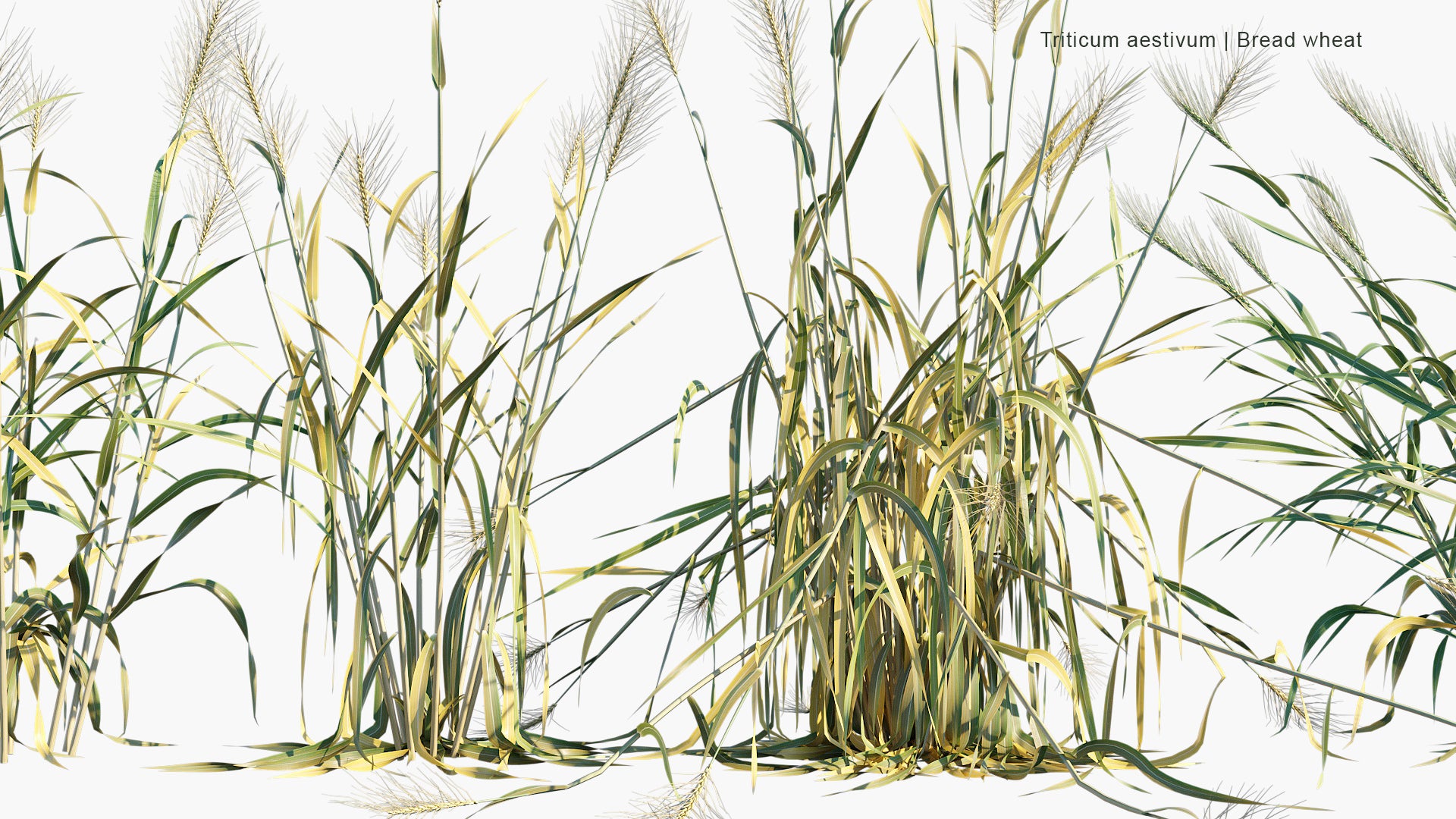 Triticum Aestivum - Common Wheat