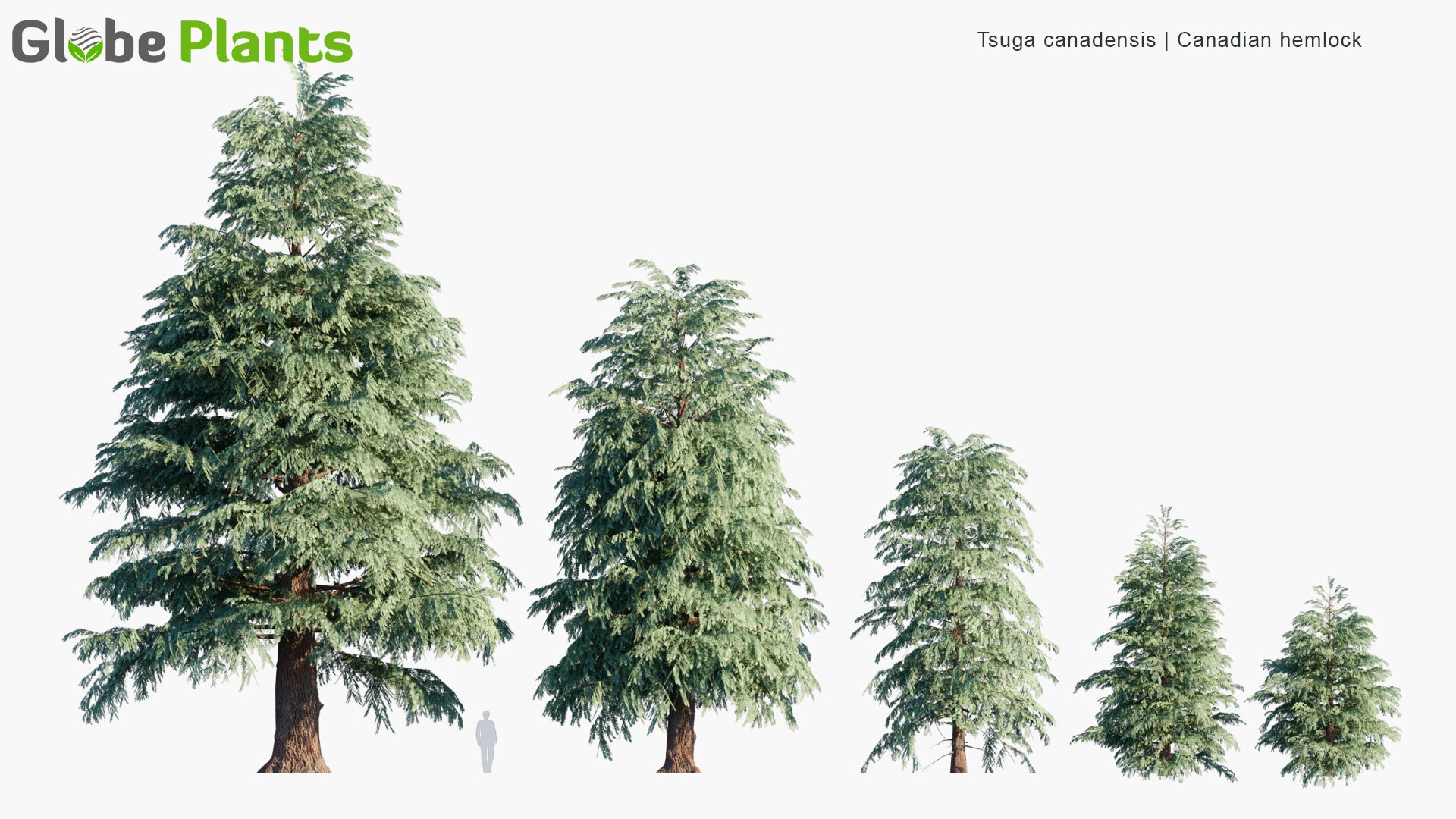 Low Poly Tsuga Canadensis - Eastern Hemlock, Eastern Hemlock-Spruce, Canadian Hemlock, Pruche Du Canada (3D Model)