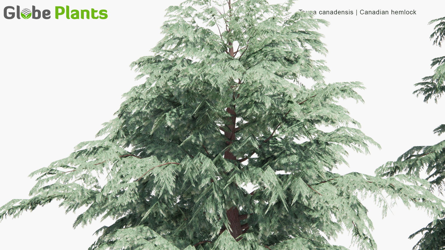 Low Poly | Tsuga Canadensis (Eastern Hemlock) 3D Model - GlobePlants