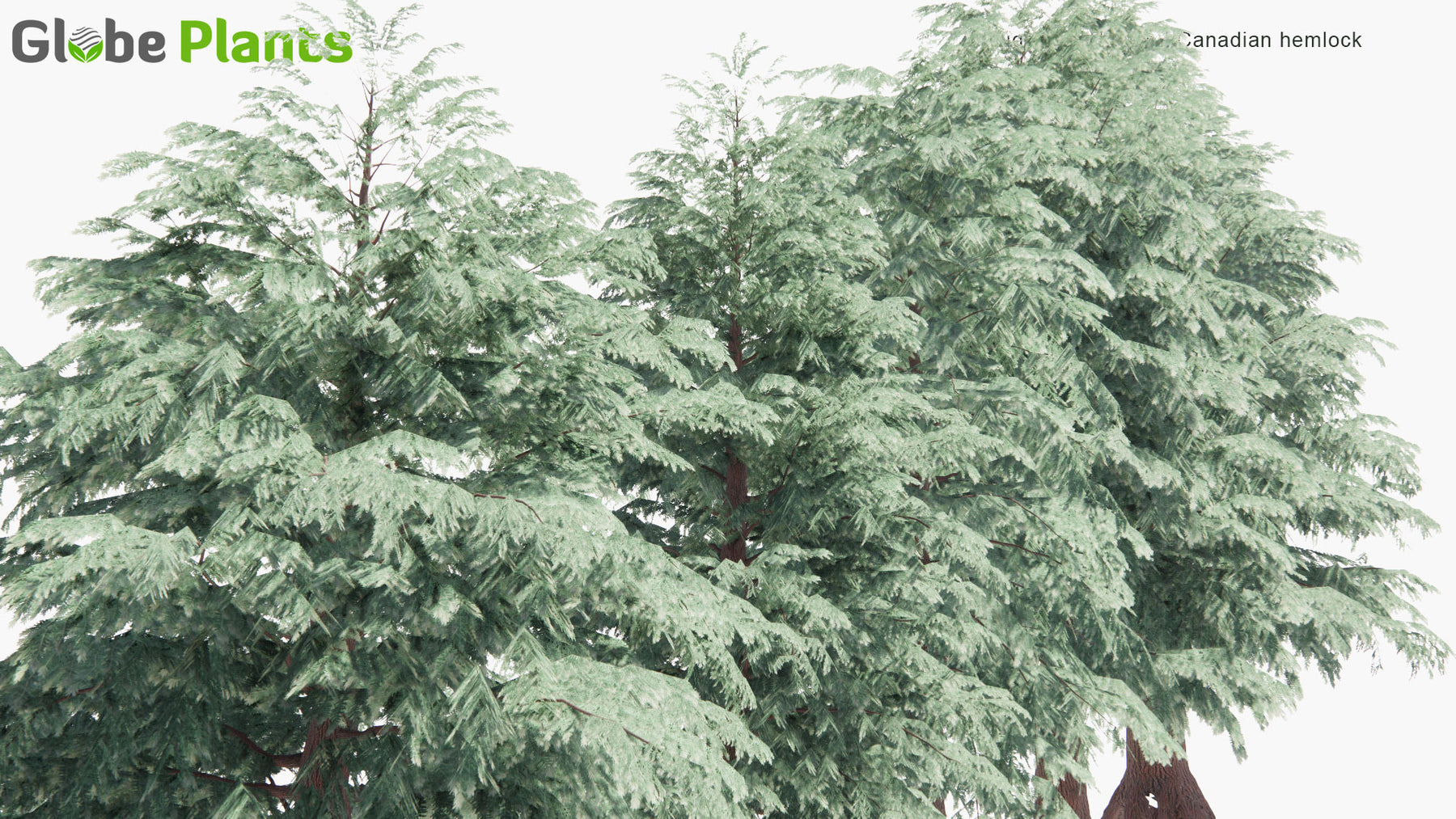 Low Poly | Tsuga Canadensis (Eastern Hemlock) 3D Model - GlobePlants