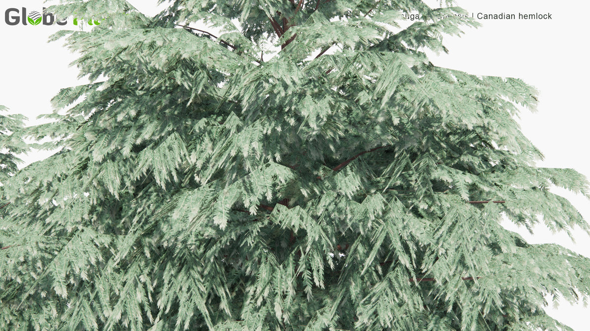 Low Poly | Tsuga Canadensis (Eastern Hemlock) 3D Model - GlobePlants