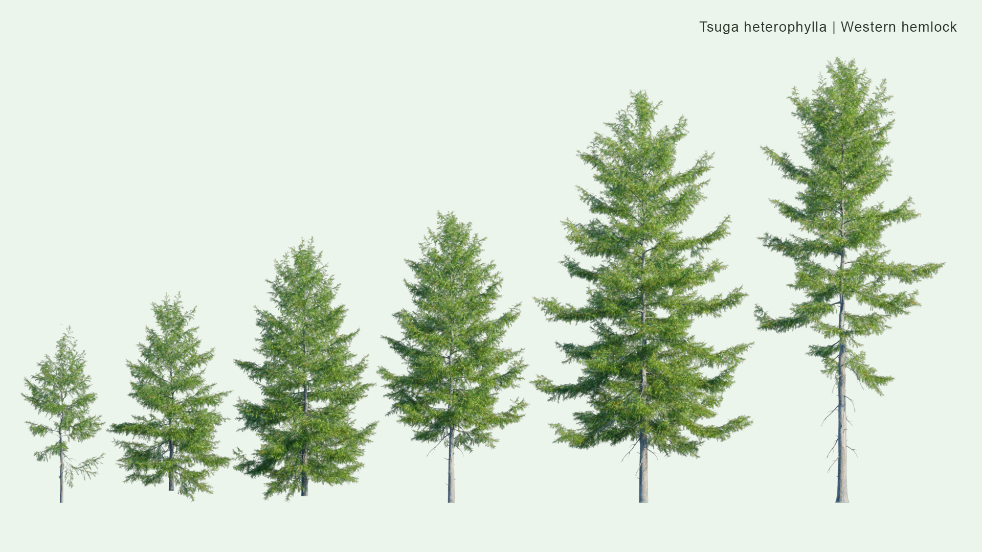 2D Tsuga Heterophylla - Western Hemlock, Western Hemlock-Spruce