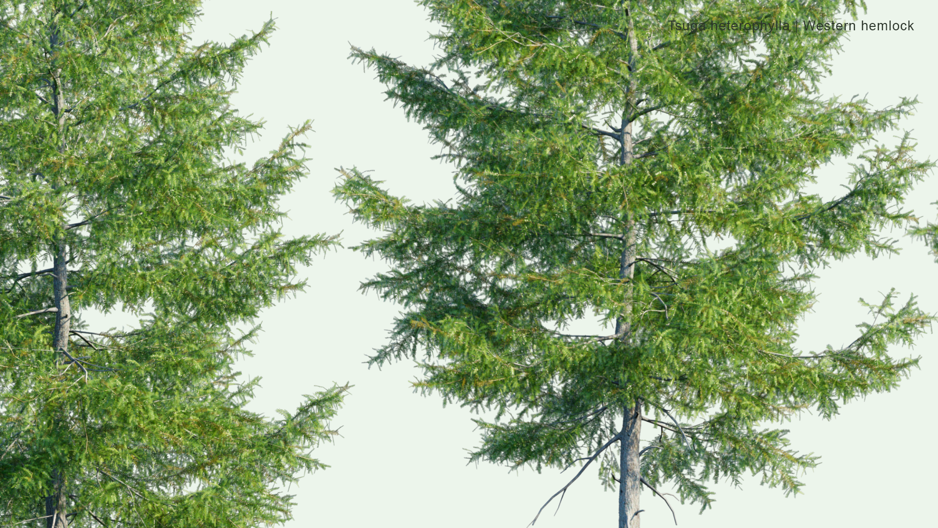 2D Tsuga Heterophylla - Western Hemlock, Western Hemlock-Spruce