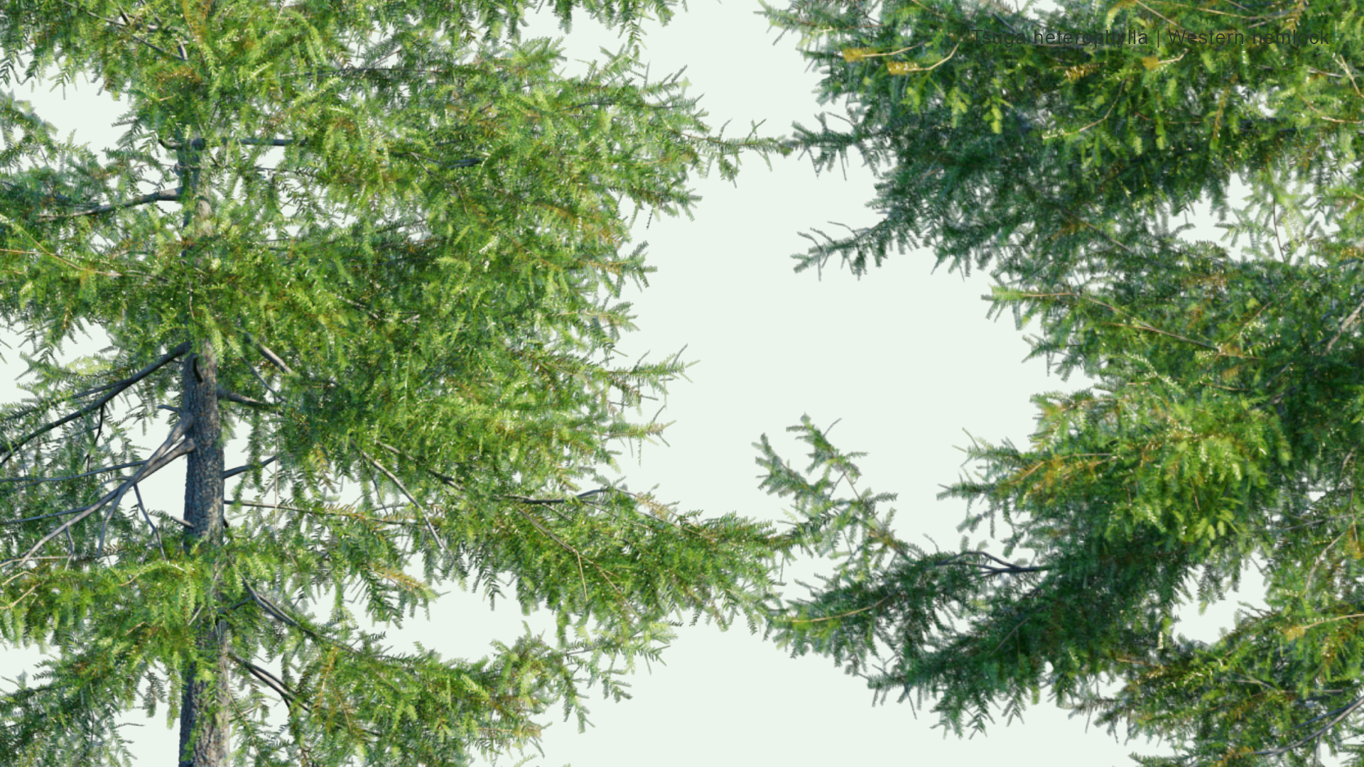 2D Tsuga Heterophylla - Western Hemlock, Western Hemlock-Spruce