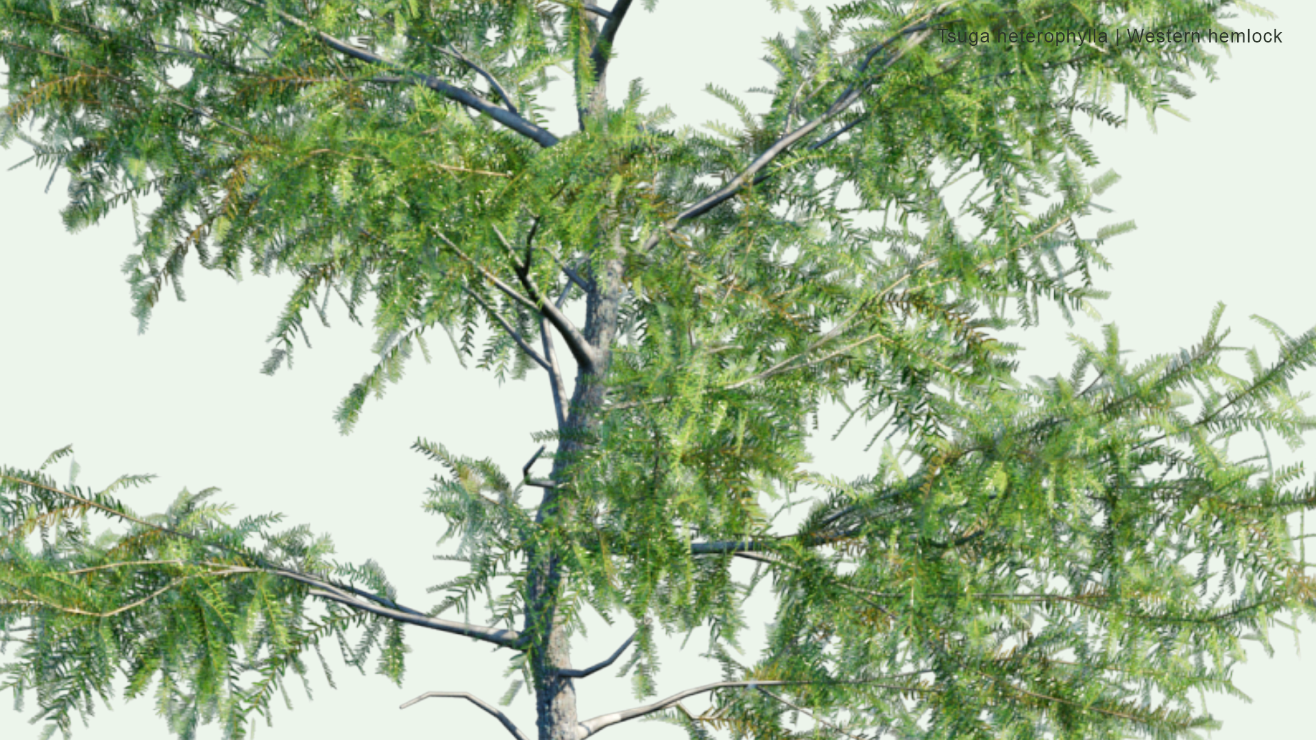 2D Tsuga Heterophylla - Western Hemlock, Western Hemlock-Spruce