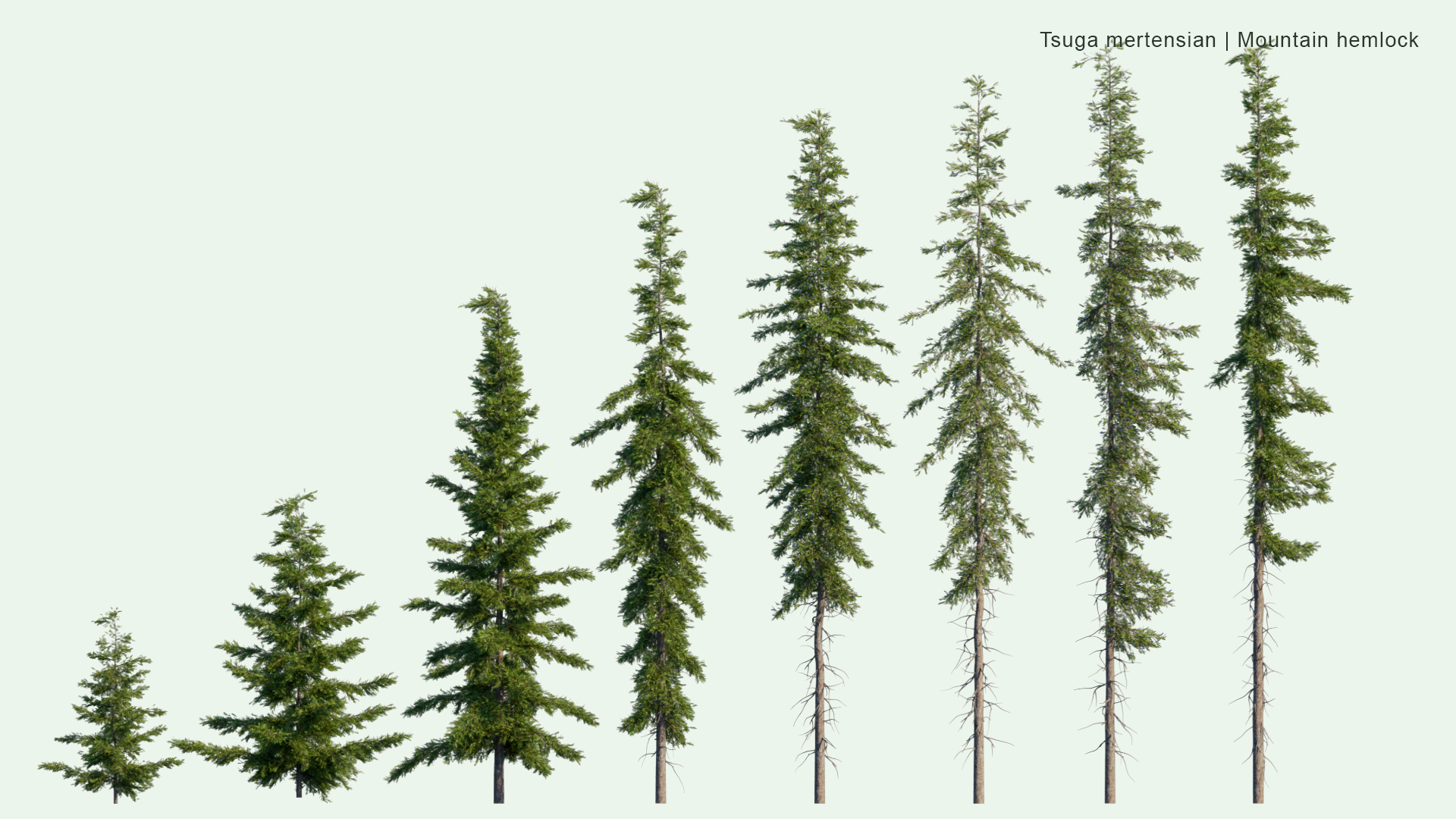 2D Tsuga Mertensiana - Mountain Hemlock