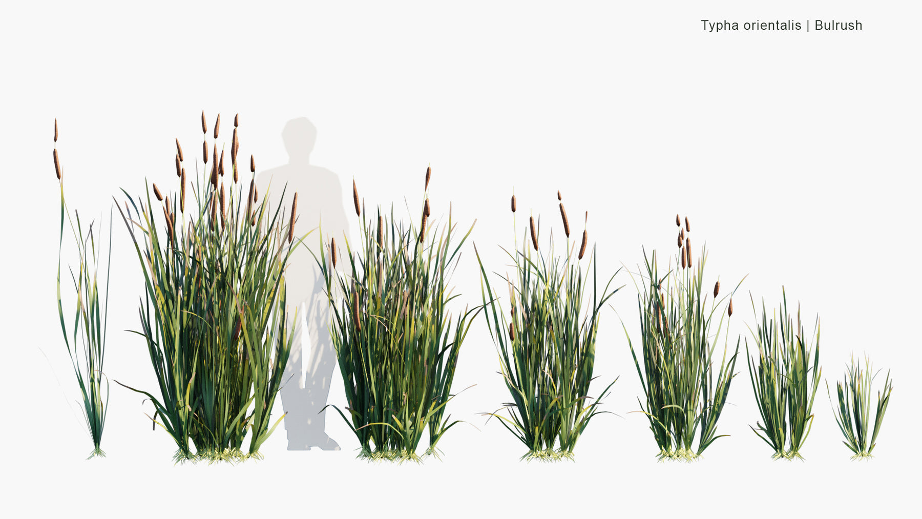 Low Poly | Typha Orientalis - Bulrush