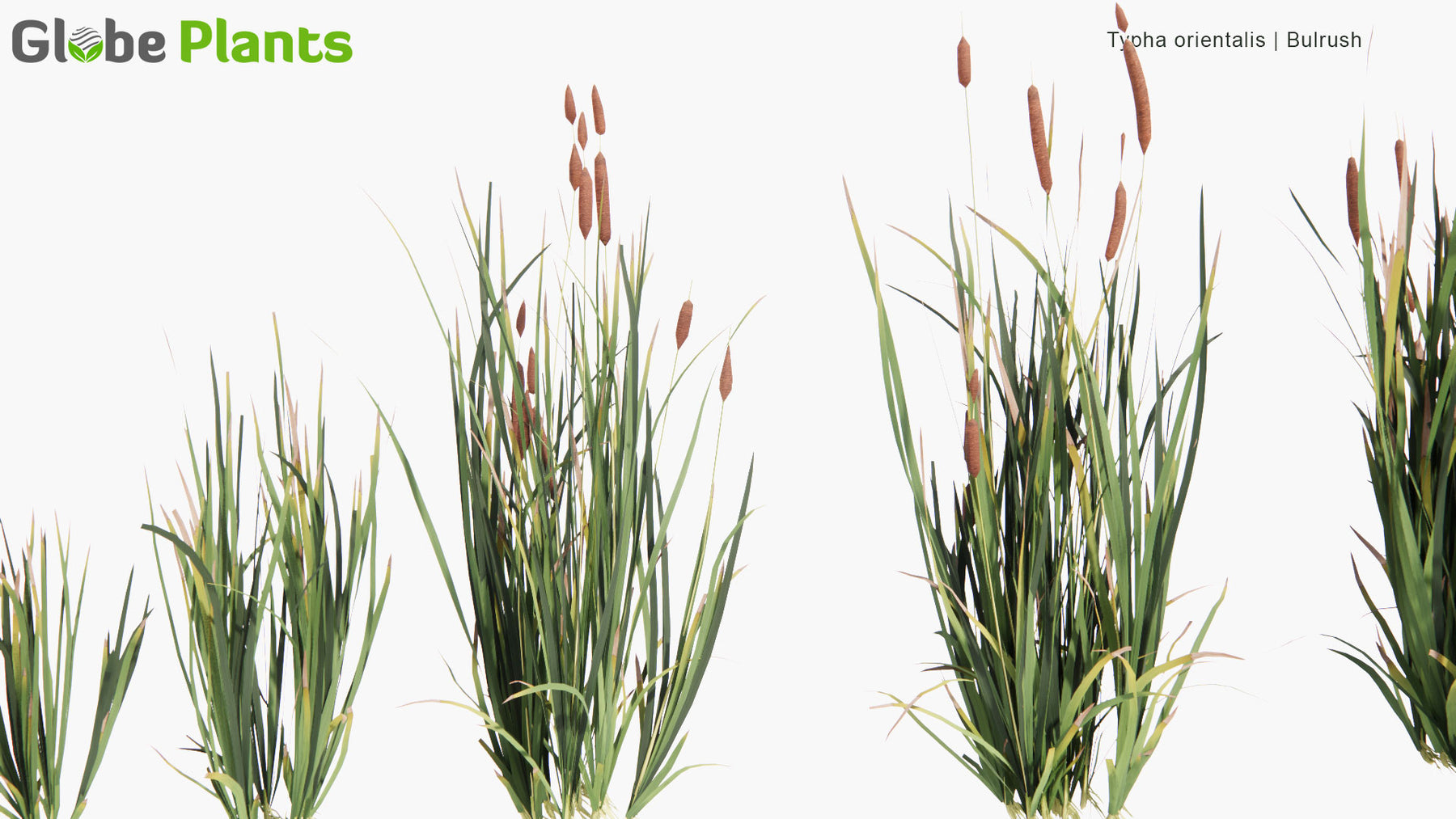 Low Poly | Typha Orientalis - Bulrush