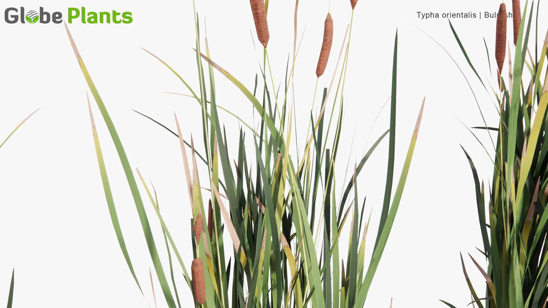 Low Poly | Typha Orientalis - Bulrush