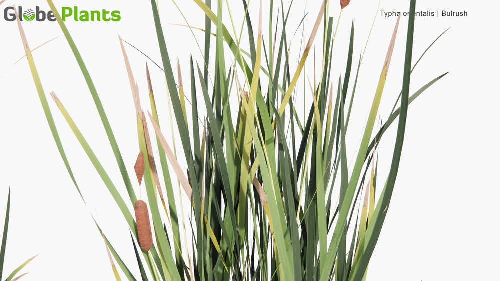 Low Poly | Typha Orientalis - Bulrush