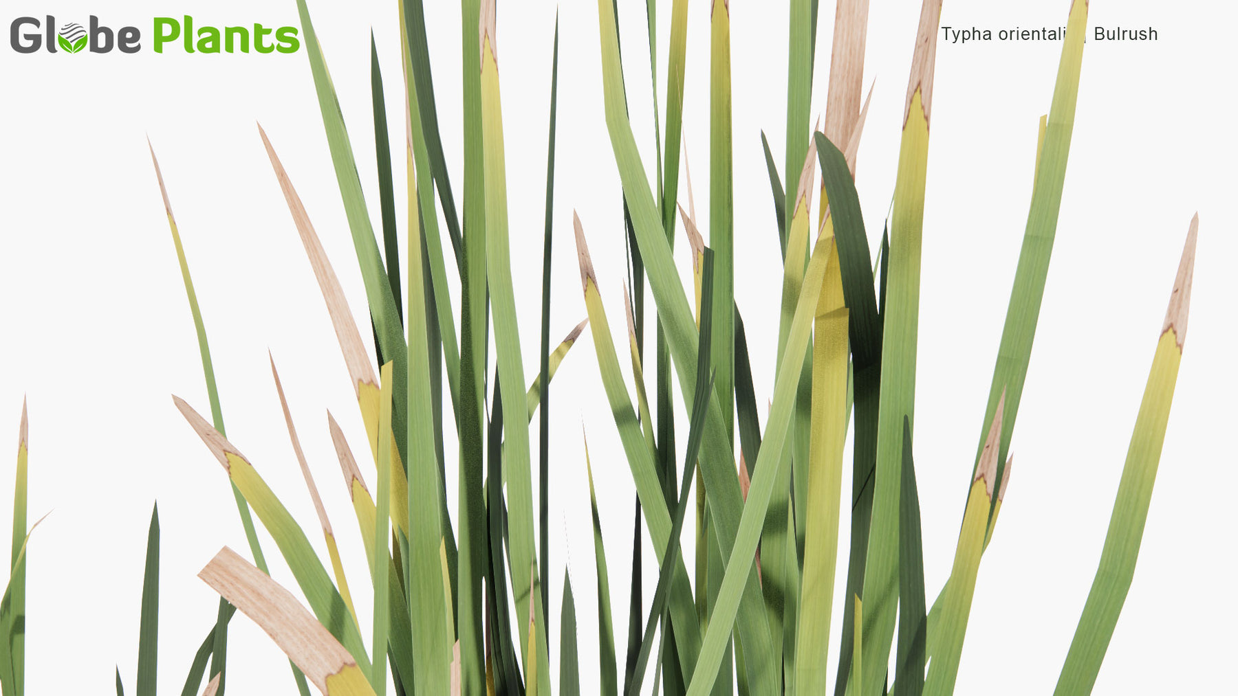 Low Poly | Typha Orientalis - Bulrush