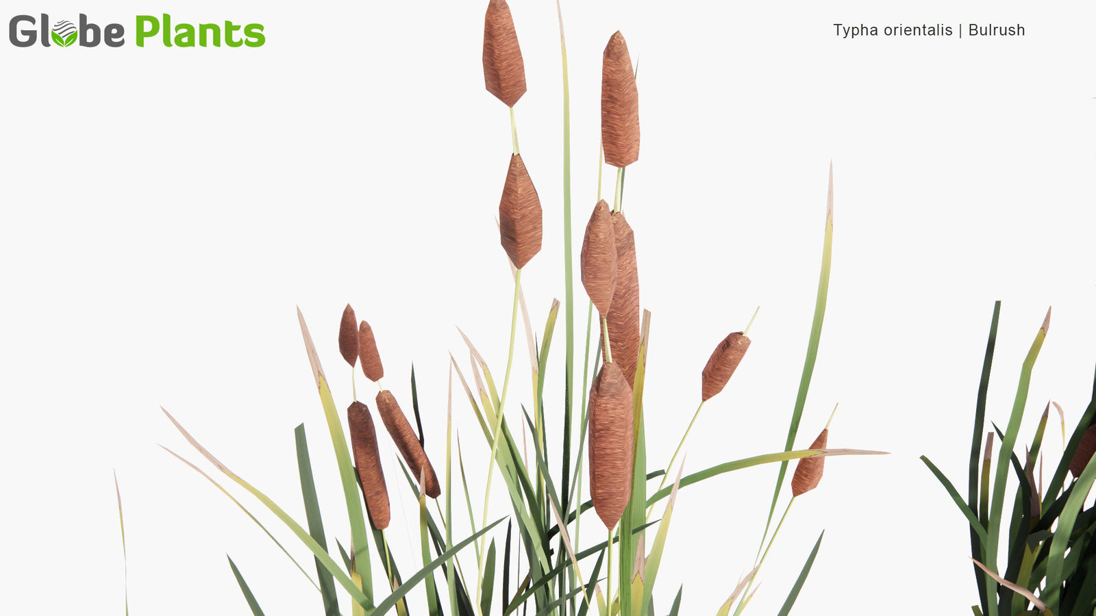 Low Poly | Typha Orientalis - Bulrush