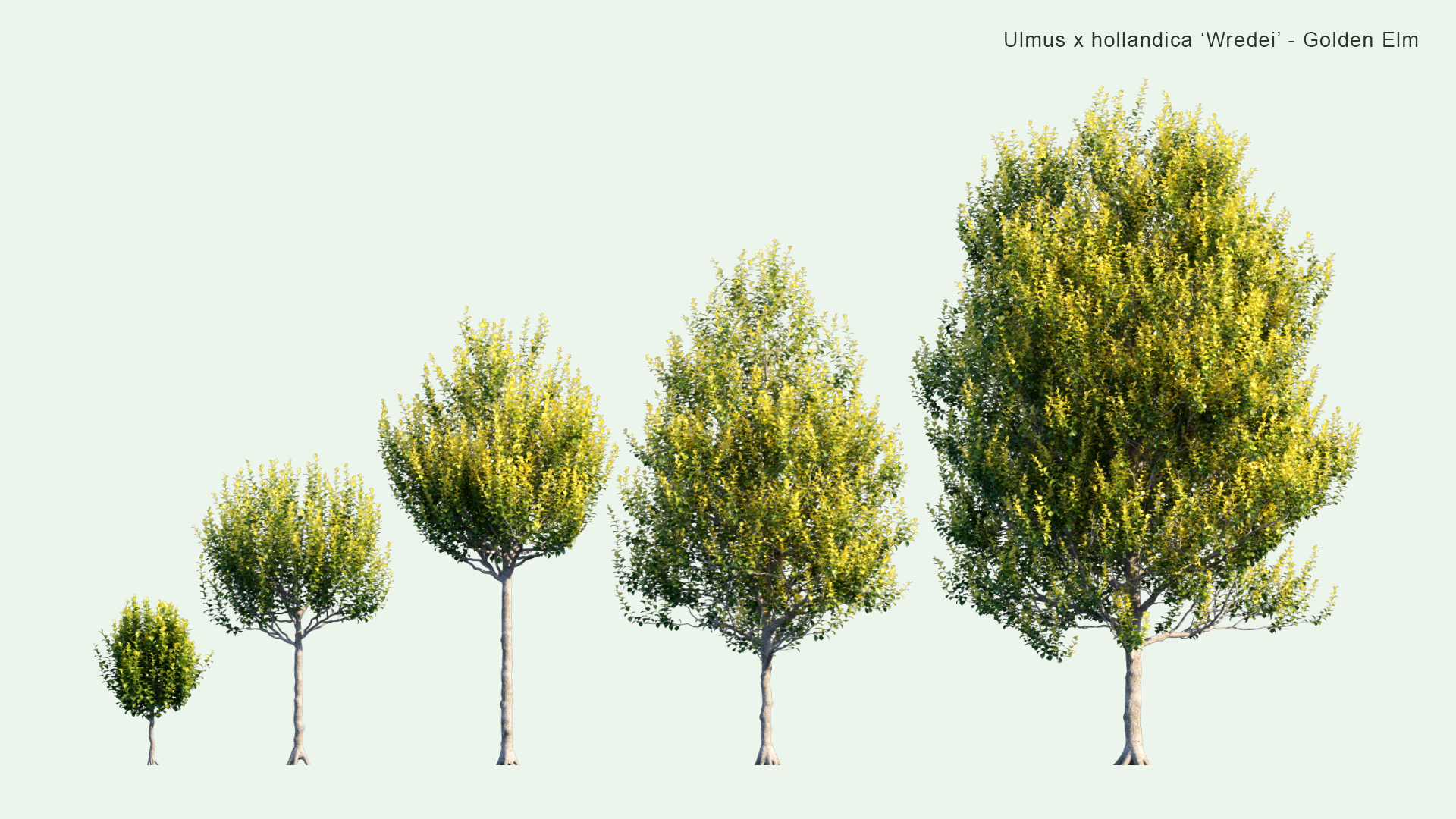 2D Ulmus x Hollandica Wredei - Golden Elm