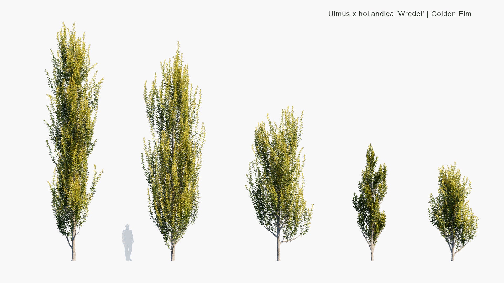 Low Poly Ulmus x Hollandica Wredei - Golden Elm (3D Model)