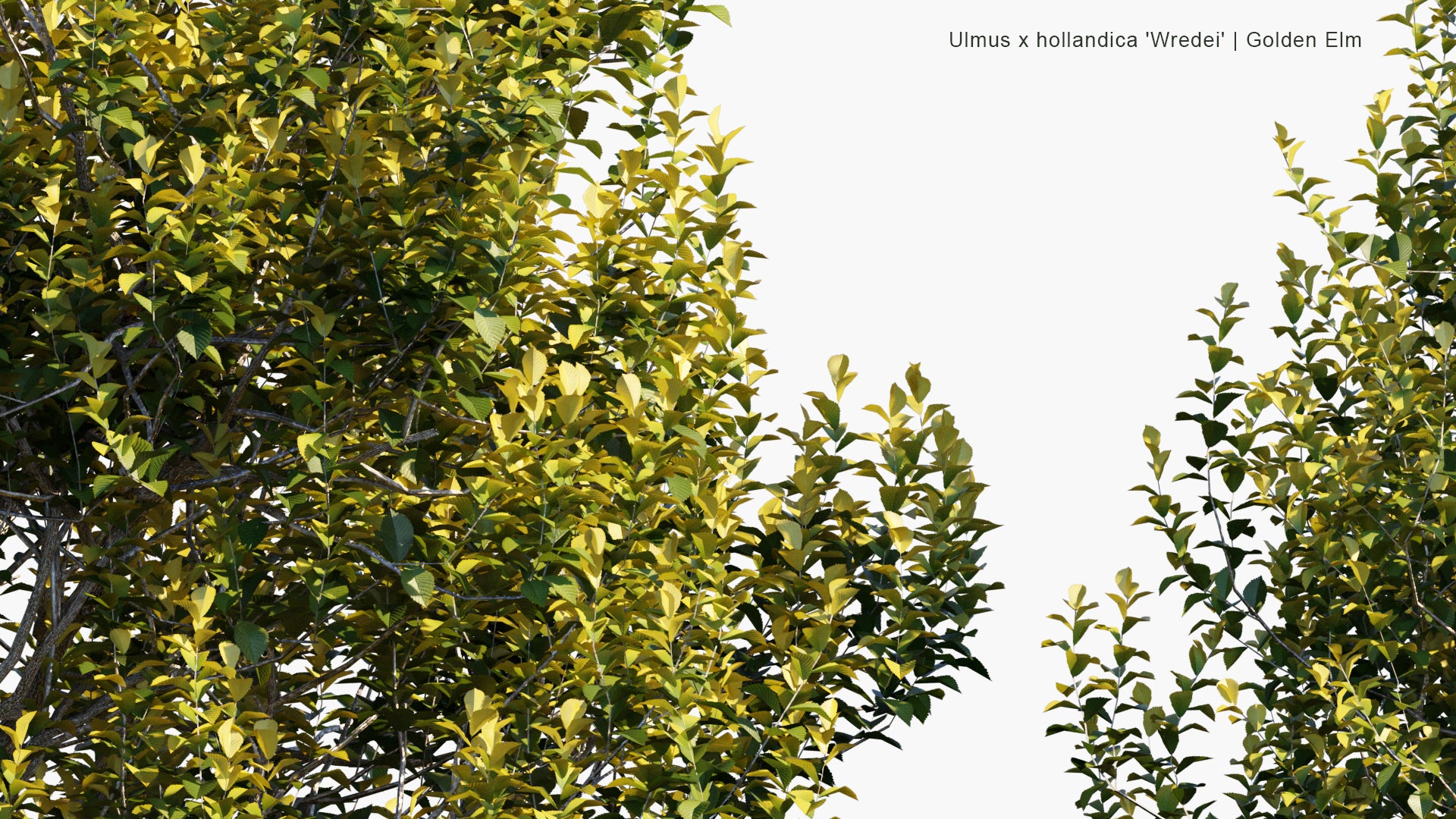 Low Poly Ulmus x Hollandica Wredei - Golden Elm (3D Model)