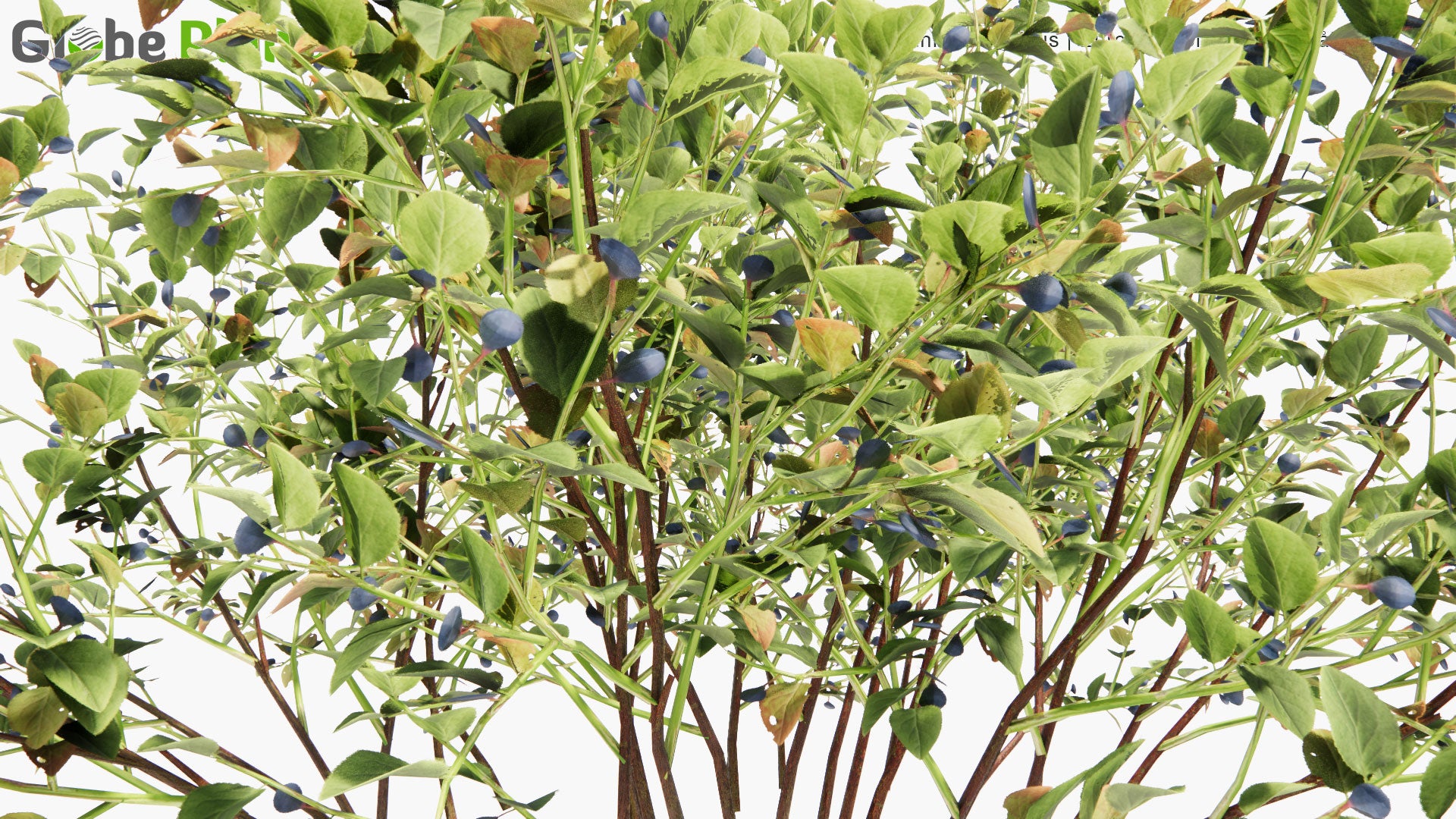 Low Poly Vaccinium Myrtillus - European Blueberry, Blaeberry, Blåbär (3D Model)