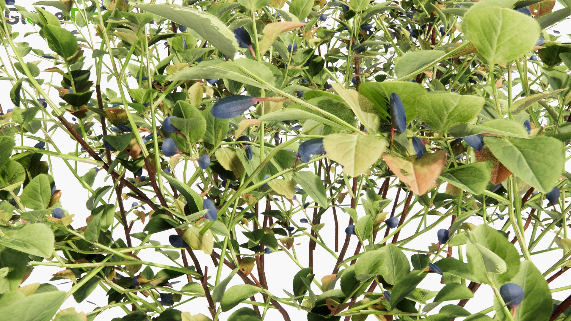 Low Poly Vaccinium Myrtillus - European Blueberry, Blaeberry, Blåbär (3D Model)
