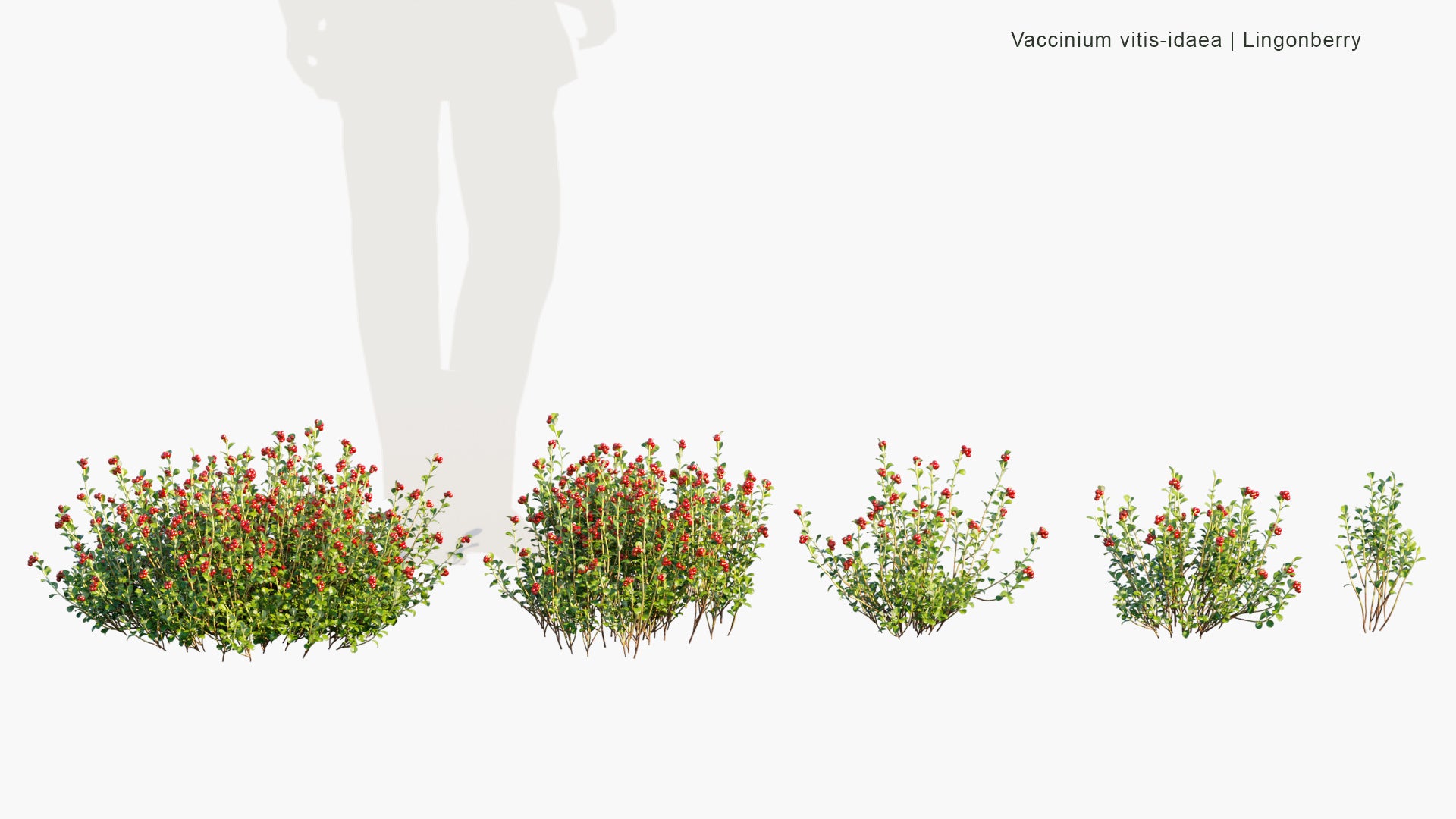 Vaccinium Vitis Idaea - Lingonberry, Partridgeberry, Foxberry, Mountain Cranberry, Cowberry (3D Model)