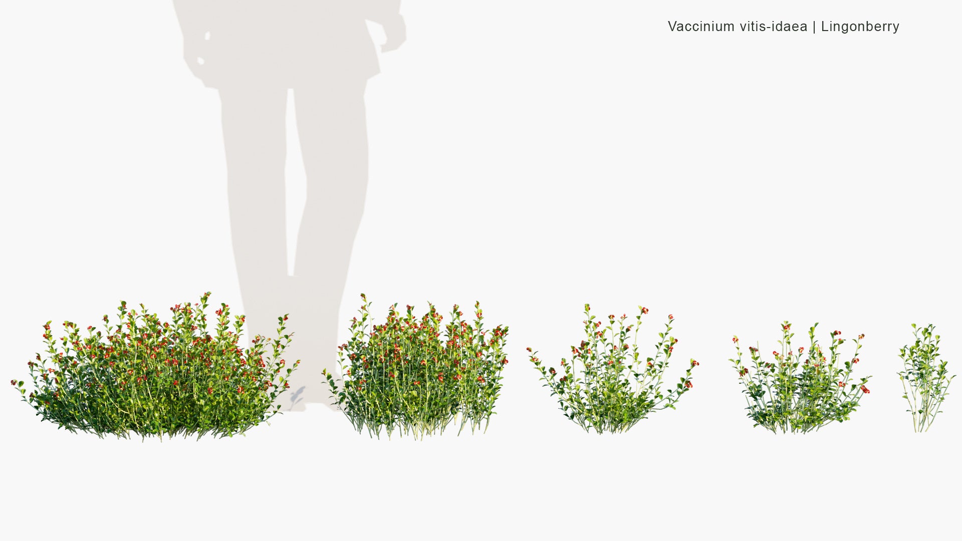 Low Poly Vaccinium Vitis Idaea - Lingonberry, Partridgeberry, Foxberry, Mountain Cranberry, Cowberry (3D Model)