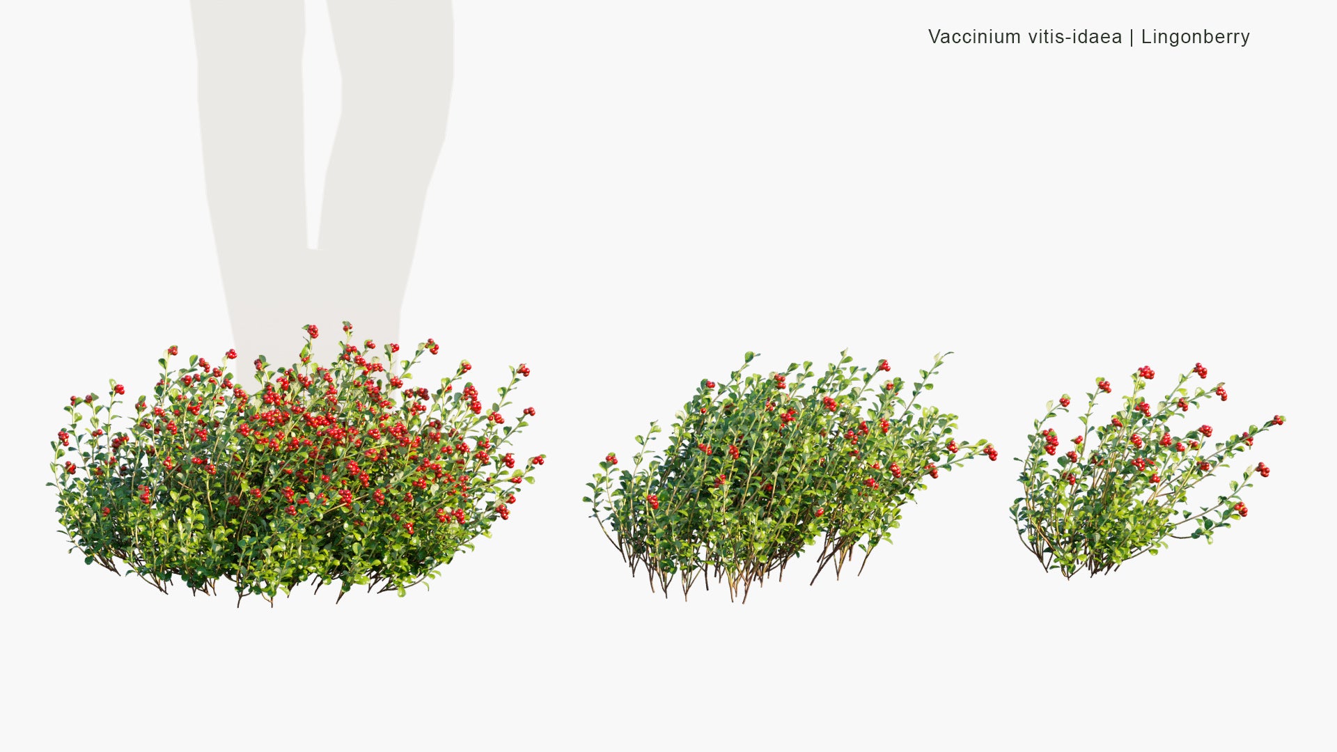 Vaccinium Vitis Idaea - Lingonberry, Partridgeberry, Foxberry, Mountain Cranberry, Cowberry (3D Model)