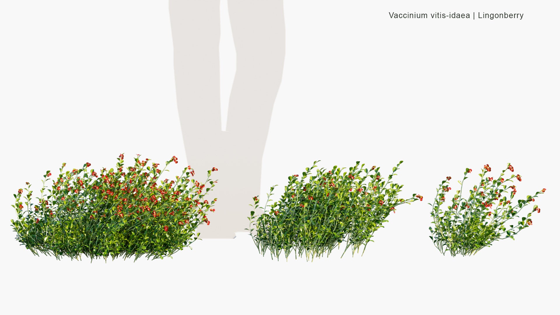 Low Poly Vaccinium Vitis Idaea - Lingonberry, Partridgeberry, Foxberry, Mountain Cranberry, Cowberry (3D Model)